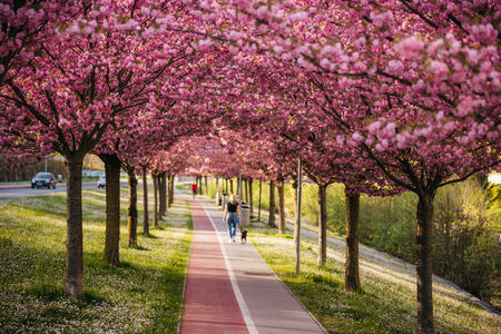 Zagorske cvetoče češnje navdušile tudi tujce